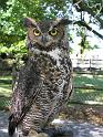 GreatHornedOwl